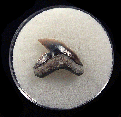 Physogaleus aduncus LC472 | Buried Treasure Fossils