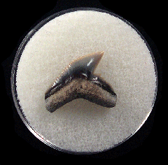 Physogaleus aduncus LC472 | Buried Treasure Fossils