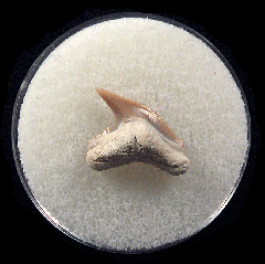 Physogaleus aduncus LC472 | Buried Treasure Fossils
