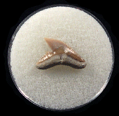 Physogaleus aduncus LC472 | Buried Treasure Fossils