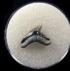 Physogaleus aduncus LC472 | Buried Treasure Fossils
