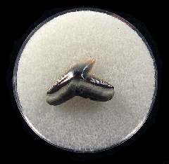 Physogaleus aduncus LC472 | Buried Treasure Fossils