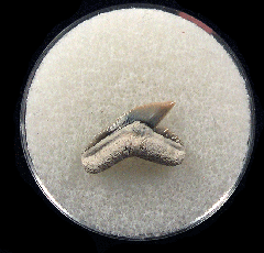 Physogaleus aduncus LC472 | Buried Treasure Fossils