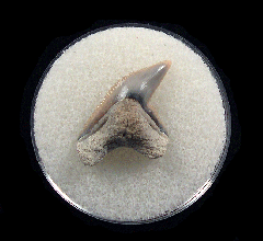 Rare Lee Creek Physogaleus shark tooth | Buried Treasure Fossils