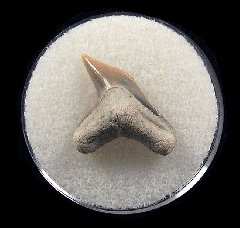 Physogaleus aduncus LC472 | Buried Treasure Fossils