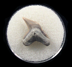 Physogaleus aduncus LC472 | Buried Treasure Fossils