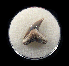 Physogaleus aduncus LC472 | Buried Treasure Fossils