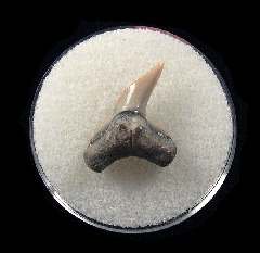 Physogaleus aduncus LC472 | Buried Treasure Fossils