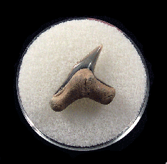 Physogaleus aduncus LC472 | Buried Treasure Fossils