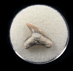 Physogaleus aduncus LC473 | Buried Treasure Fossils