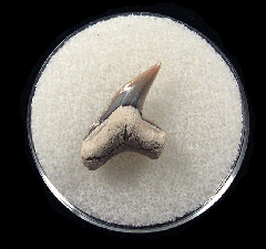 Physogaleus aduncus LC475 | Buried Treasure Fossils