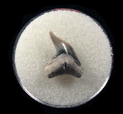 Physogaleus aduncus LC476 | Buried Treasure Fossils