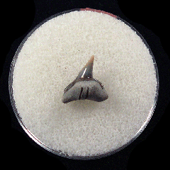 Physogaleus aduncus
