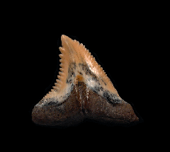 Large Lee Creek Hemipristis lateral tooth for sale | Buried Treasure Fossils