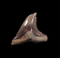 Big Lee Creek Hemipristis tooth for sale | Buried Treasure Fossils