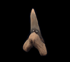 Hemipristis serra