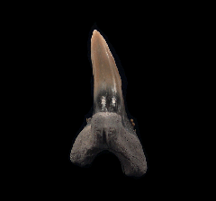 Quality Aurora Hemipristis tooth for sale - Miocene | Buried Treasure Fossils