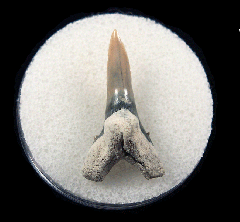 Real Aurora Hemipristis tooth for sale | Buried Treasure Fossils
