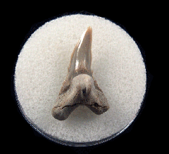 Hemipristis serra