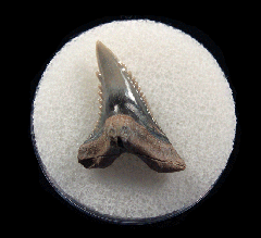Hemipristis serra