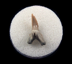Hemipristis serra