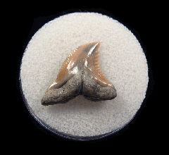 Lee Creek Hemipristis tooth for sale | Buried Treasure Fossils