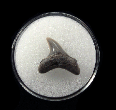 Quality Aurora Alopias vulpinus tooth | Buried Treasure Fossils