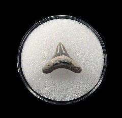 Quality Aurora Alopias vulpinus tooth | Buried Treasure Fossils