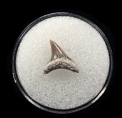 Quality Lee Creek Alopias vulpinus tooth | Buried Treasure Fossils