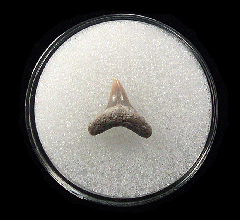 Big LC Alopias vulpinus tooth | Buried Treasure Fossils