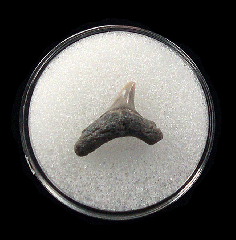 Aurora Thresher shark tooth for sale | Buried Treasure Fossils