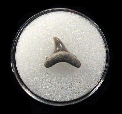 Quality Aurora Alopias vulpinus tooth | Buried Treasure Fossils