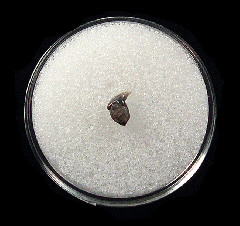Aurora Rhincodon typus tooth | Buried Treasure Fossils