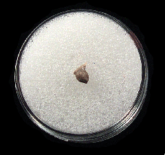 Aurora Rhincodon typus tooth | Buried Treasure Fossils