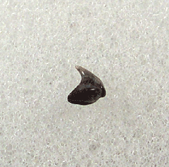 Aurora Rhincodon typus tooth