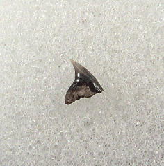 Lee Creek Whale shark tooth