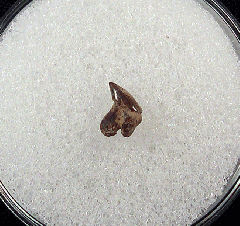 Aurora Whale shark tooth