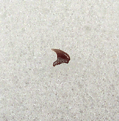 Whale shark tooth for sale