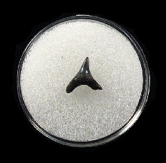 Large Lee Creek Alopias superciliosus shark tooth | Buried Treasure Fossils