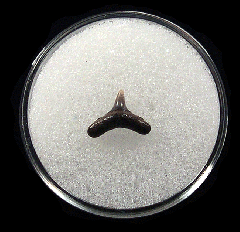 Quality Lee Creek Alopias superciliosus tooth for sale | Buried Treasure Fossils