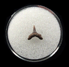 Real Lee Creek Alopias superciliosus tooth | Buried Treasure Fossils