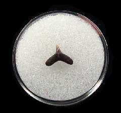 Real Large Lee Creek Alopias superciliosus tooth for sale | Buried Treasure Fossils