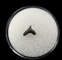 Rare Aurora Thresher shark tooth for sale | Buried Treasure Fossils