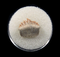 Gem Notorhynchus shark tooth for sale | Buried Treasure Fossils
