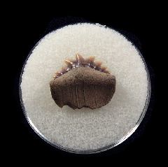 Quality Sevengill Cow shark tooth for sale | Buried Treasure Fossils