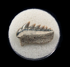 Large Lee Creek Notorynchus shark tooth | Buried Treasure Fossils