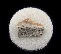 Notorhynchus cepedianus - Sevengill Cow