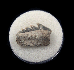 Notorhynchus cepedianus - Sevengill Cow