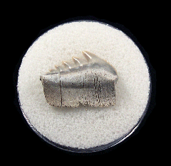 Notorhynchus cepedianus - Sevengill Cow