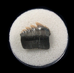 Blue Lee Creek Notorhynchus tooth for sale | Buried Treasure Fossils